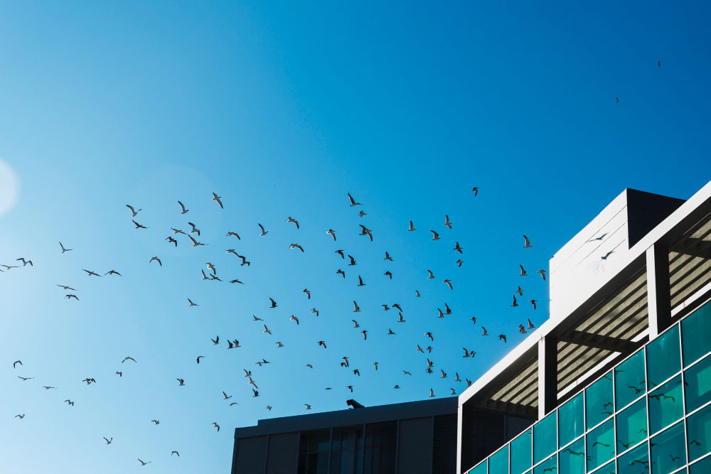 Control de aves en Zaragoza