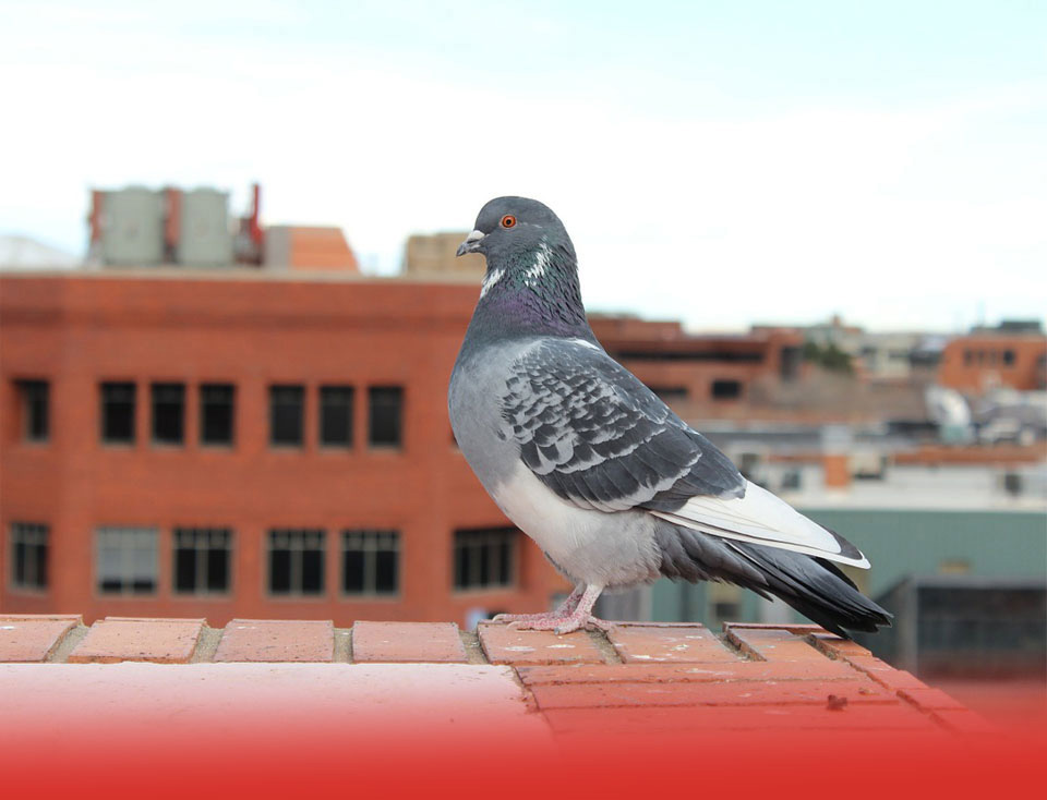 Control de plagas de palomas en Zaragoza