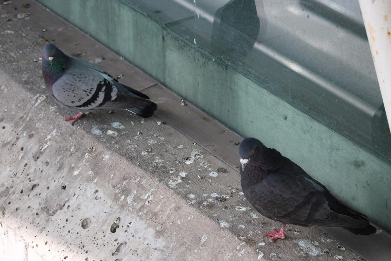 Eliminar nidos de palomas bajo cubiertas de edificios en Zaragoza