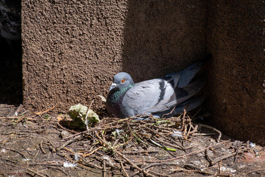 Inspección y erradicación de nidos de palomas en Zaragoza