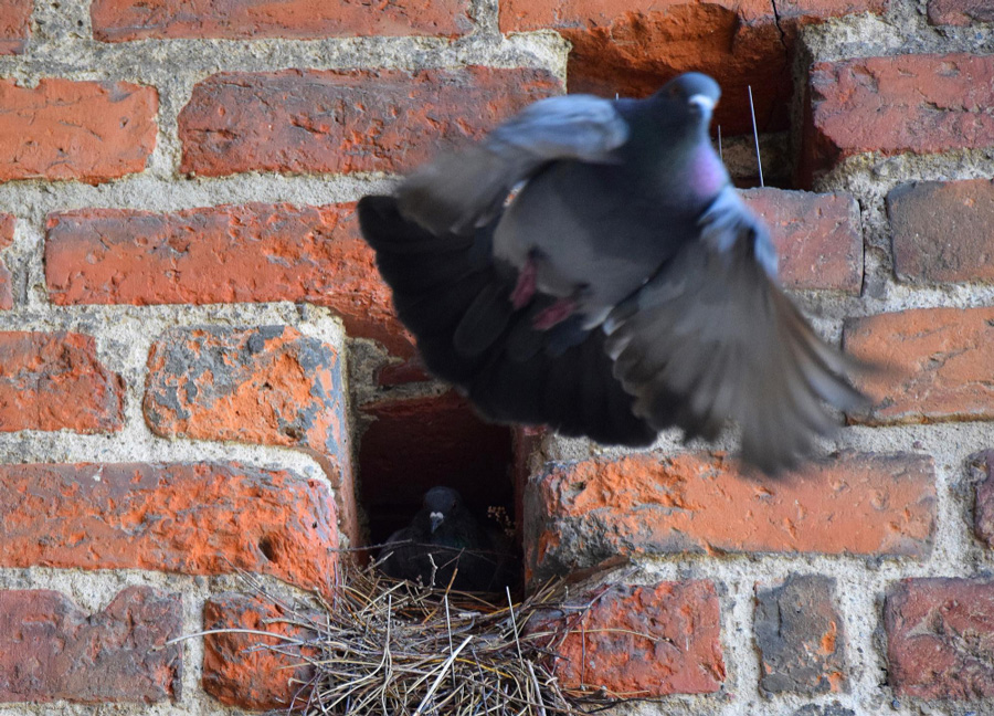 Retirada de nidos de palomas en Zaragoza